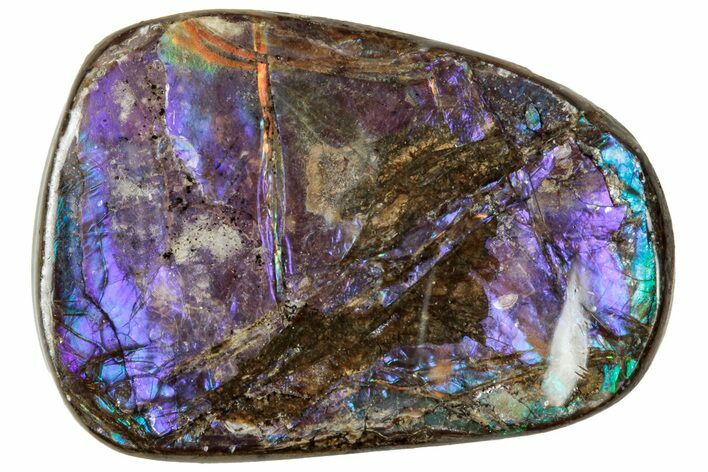 Iridescent Ammolite (Fossil Ammonite Shell) - Alberta #320791